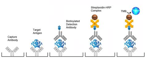 5 alpha reductase elisa kit|Human SRD5a1(Steroid 5 Alpha Reductase 1) ELISA Kit.